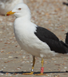 1cy fuscus in August, ringed in Finland. (81365 bytes)
